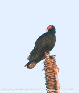turkey vulture on tree 