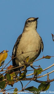 mockingbird in branch