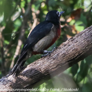 puerto rican woodpecker on tree branch