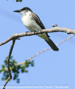 gray king bird on branch