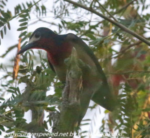 Puerto Rico woodpecker in tree 