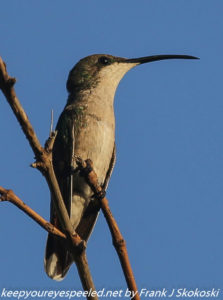 Antellean hummingbird on branch