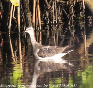 wading bird on pond