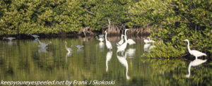 birds on pond 