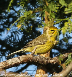 palm warbler in tree 