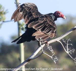 turkey vulture on tree branch 
