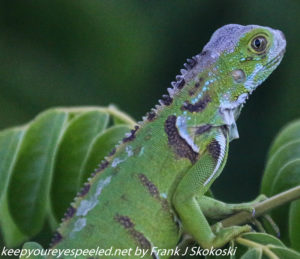 close up of green lizard