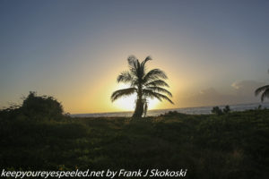 sun rising behind palm tree