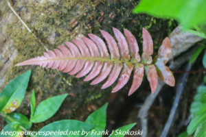 red fern leaf in rain forest 