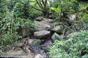 boulders in stream in rain forest