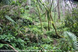 trees and ferns in rain forest