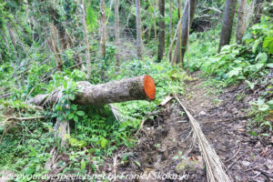 cut tree in rain forest