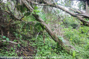 fallen trees in El Yunque rain forest