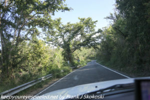 tree lined road in Guanica dry forest 