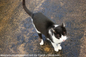Ernest the cat Rain Forest Inn 