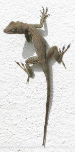 lizard on wall