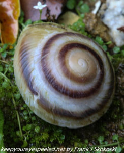 close up of snail