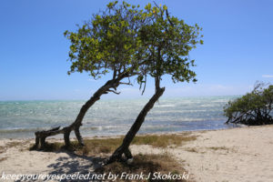 Tree on isolated beach 