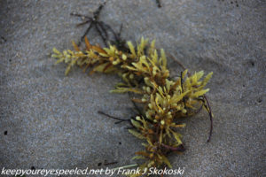 seaweed on sand