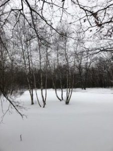 bare birch trees and snow 