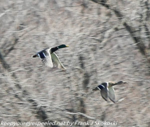 mallard ducks in flight 