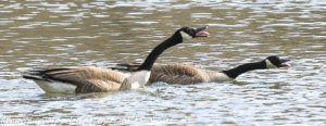 Canada geese honking 