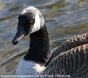 close up Canada goose 