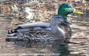 male and female mallard ducks on water