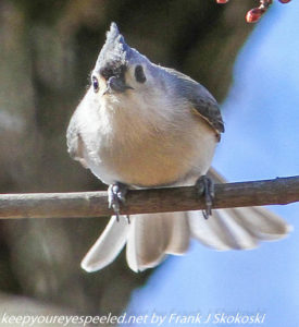 tufted titmouse on branch