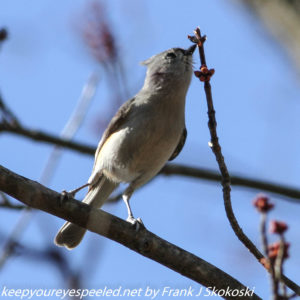tufted titmouse eating red maple bud 
