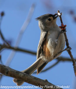 tufted titmouse eating red maple bud