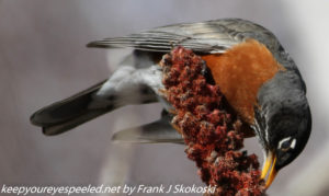 robin feeding on staghorn sumac berries 