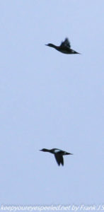 pair of wigeons in flight