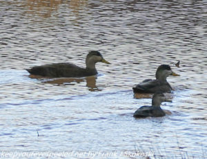 black ducks on lake