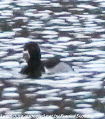 ring necked duck on lake