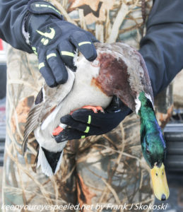 tagged mallard duck about to be released