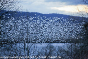 flock of snow geese in flight