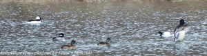 bufflehead ducks on lake 