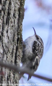 brown creeper on tree branch 