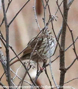 song sparrow on branch 