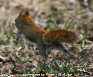 red squirrel scampering across trail 