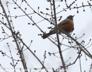 robin in tree 