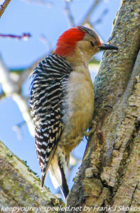 red bellied woodpecker 