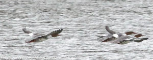 common merganser in flight 