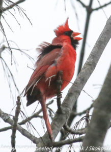 cardinal perched on tree branch 