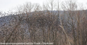 large flock of red winged blackbirds 
