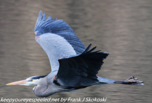 Great blue heron in flight 