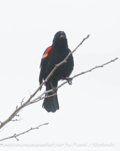 red winged black bird on branch