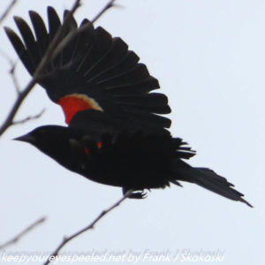 red winged blackbird in flight 