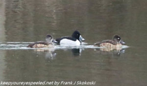 ring necked ducks on lake 